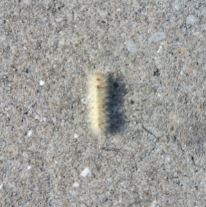 Caterpillar and Concrete